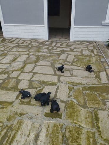 Qara paşalı göyərçinlər (ayaqları tüklü) - Rəng: tam qara, parlaq