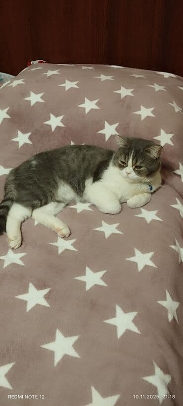 Çaydanlar: Britan — 2