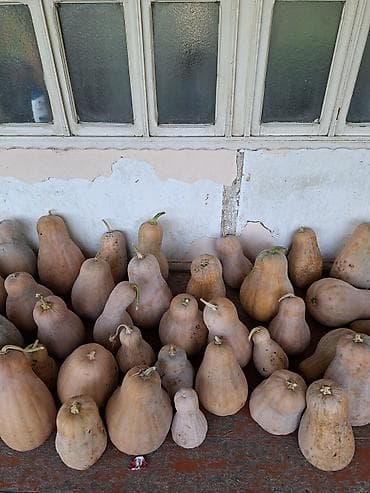 toyuq məhsulları: Məhsul: Balqabaq (butternut tipli) - Yerli təsərrüfatda yetişdirilən — 1