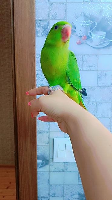 neon balığı: 2 ayliq bala əldə bəslənib, barter yoxdur — 1