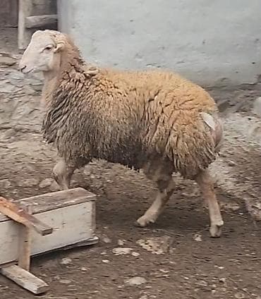 Сельхоз птицы: Salam soper temiz 6 aylıq beylaqan tomluq toglu satılır — 2