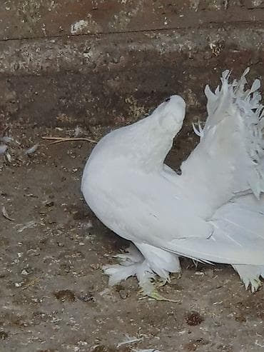 feniks quşu: Məhsul: Bəzəkli göyərçinlər – ağ rəngli, quyruğu yelpikvari Təsvir: - — 4
