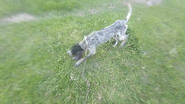 qara it sekilleri: Kurtxar, 1 il, Erkek, Ünvandan götürmə — 3