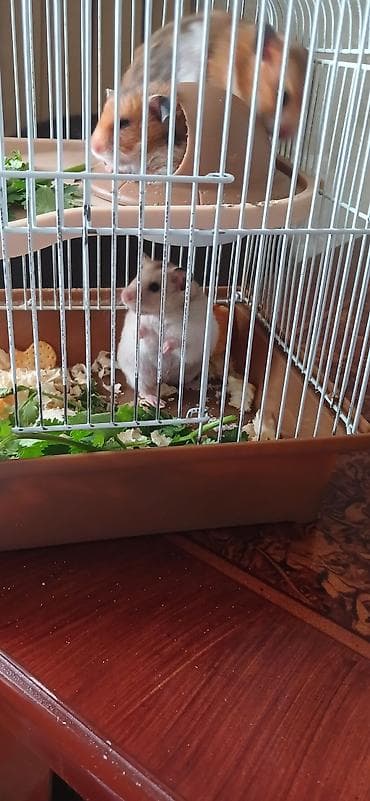 hamster kafesi: 3 dene dişi hamisdir qefesle bir yerde 20 manata satilir — 6
