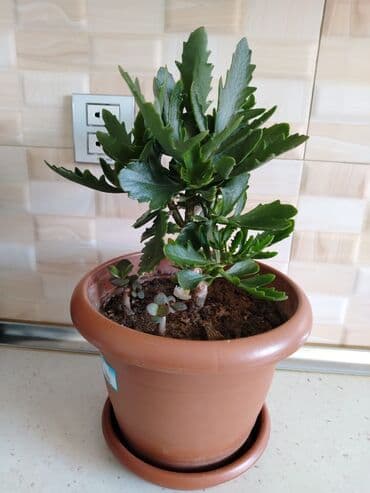 ətirşah bitkisi: Qazonlarınızı və bağlarınızı bəzəmək üçün uygundur. Gözəl görünüşü ilə — 7