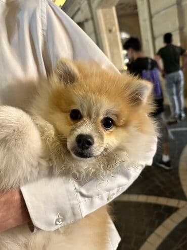 çin aslanı: Şpitz, 8 ay, Dişi — 3