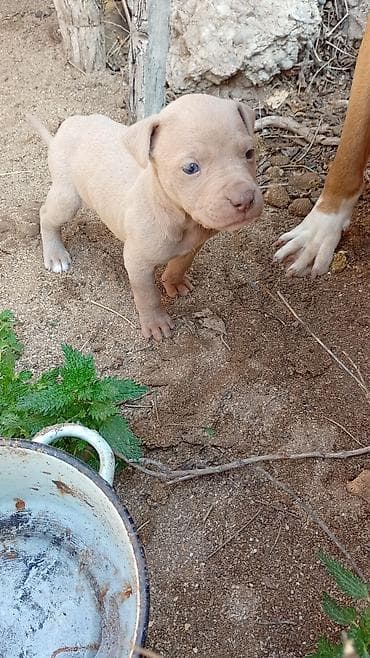 alman coban iti: Pitbul, 1 ay, Dişi, Peyvəndli, Ünvandan götürmə — 9