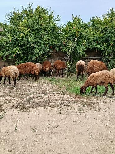 en ucuz uce: Salam öz heyvanlarımdı yaxşı saxlanmalı heyvanlardı damazdığdı ümumi — 3