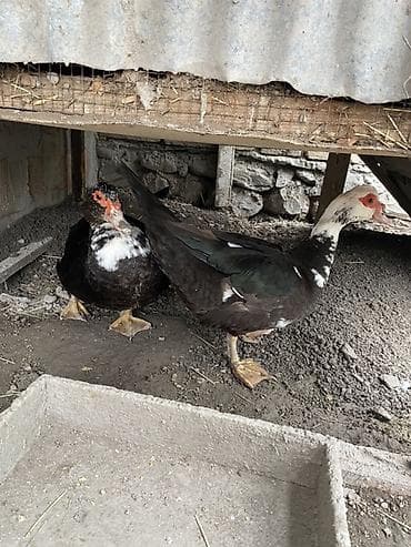 quzu satisi: Erkək, | Lal ördək, Damazlıq — 1