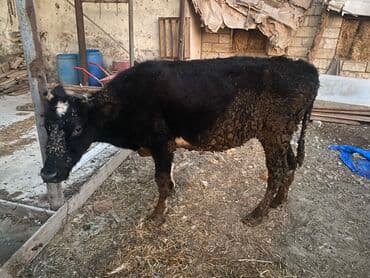 Dişi danadı körpe Bakı malıdı tovle malıdı