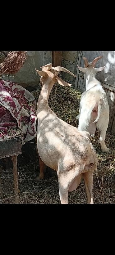 ereb kecisi: Südlük keçi (sağmal) - Cins: yerli südlük tip - Rəng: açıq — 2