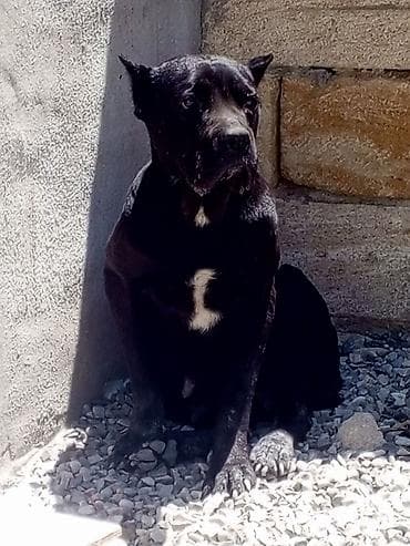 qız it: Kane-Korso, 10 ay, Dişi, Ünvandan götürmə, Pulsuz çatdırılma, Ödənişli çatdırılma — 1