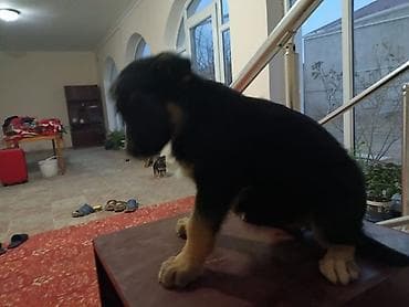 Птицы: Немецкая овчарка — 6