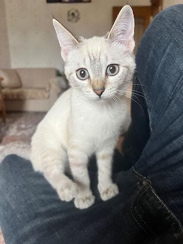 siam: Siam, Dişi, Yaxşı əllərə, Ünvandan götürmə — 6