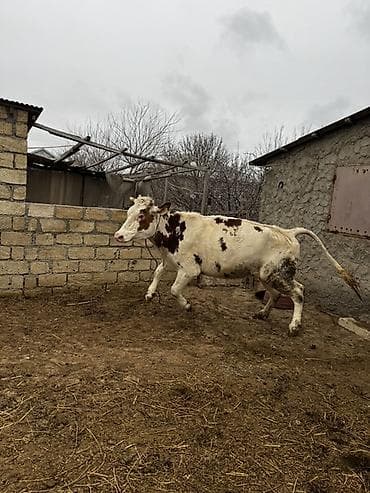 balaca it ucuz: 2 yaşı var. Doğmayıb. Boğaz deyil. Çox iri heyvandır. Hündür və — 3