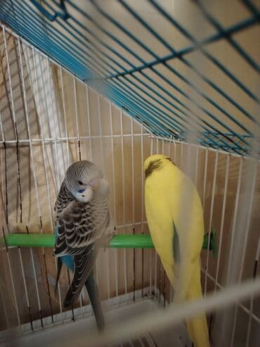 Heyvanlar üçün mallar: Dalmatin və sarı rəngli iki dalğıc (budaqcıq) tutuquşu cütü. - Növ — 2