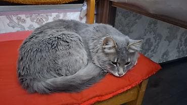 Boz rəngli, uzun tüklü ev pişiyi - Rəng: vahid boz (gümüşü tonlarda)