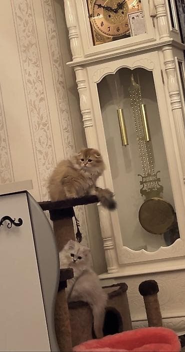 pulsuz heyvan: Britan, Yaxşı əllərə, Ünvandan götürmə — 6