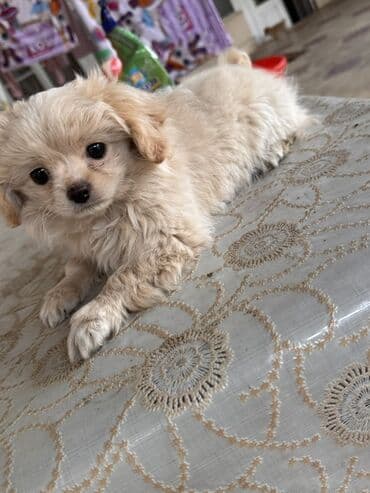 şpiç iti: Pekines, 3 ay, Dişi, Peyvəndli — 3