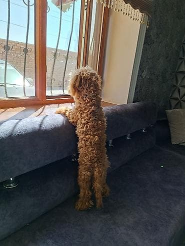 pudel karlik: Pudel, 7 ay, Peyvəndli — 4