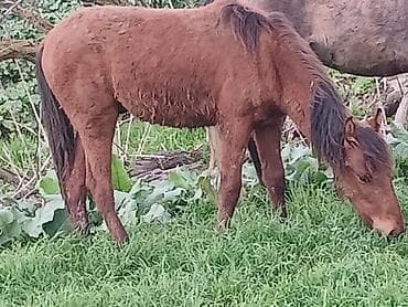 inek cinsleri: Qəhvəyi tay (at balası) - Rəng: tünd qəhvəyi, yelin və quyruqda daha — 3