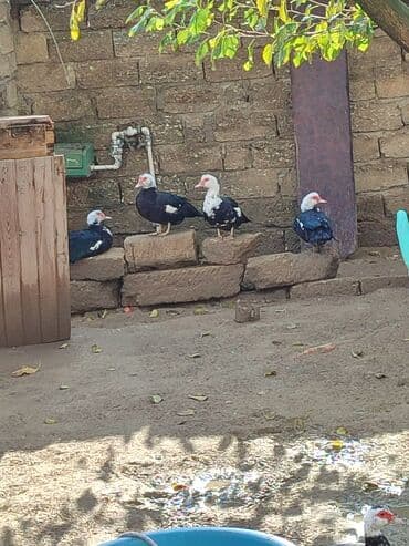 Erkək, | Lal ördək, Ətlik, Ünvandan götürmə lalafo.az -da Erkək, | Lal ördək, Ətlik, Ünvandan götürmə