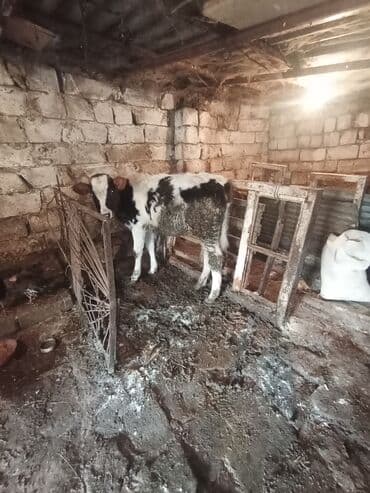 cins ineklerin satisi: Simetal dişi dana qara ala 7 aylıq di anası 3 qarına 20 22 letir süt — 1