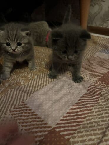 pişik balaca: Britan, Erkək, Dişi, Ünvandan götürmə — 9