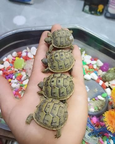 Quru tısbağası.Kibrit qutusu boyda lalafo.az -da Quru tısbağası.Kibrit qutusu boyda