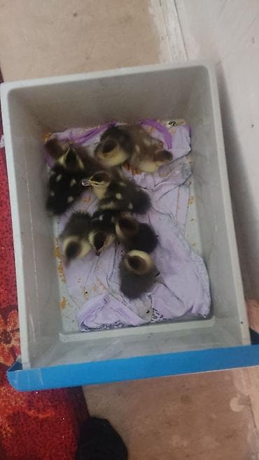 cins atlar: Ördek balaları satılır. - Cins: vətəgə/yerli ördək balaları - Say — 1