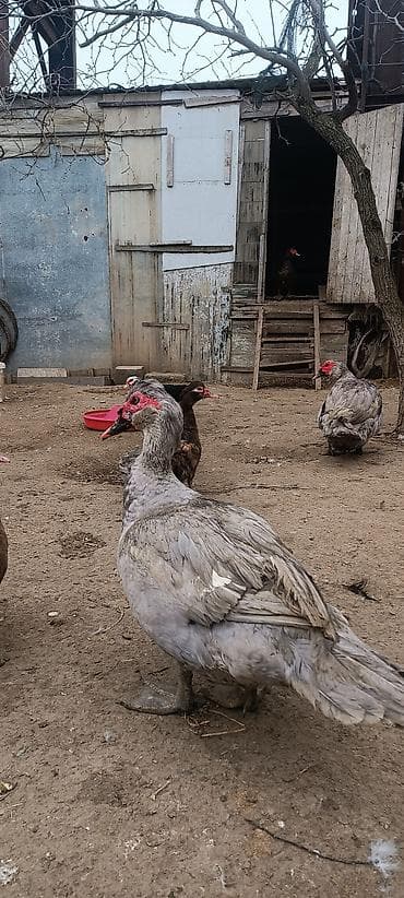 Akvariumlar: Muscovy (hinduşqa ördəyi) ördəkləri – boz/gümüşü və qəhvəyi rənglərdə — 1