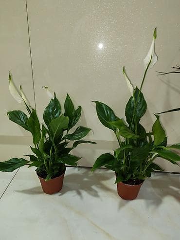 qab gulleri: Otaq bitkiləri – dekorativ saksı kolleksiyası Tərkib: - Dracaena — 5