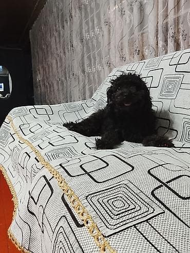 golden retriever satış: Pudel, 1 il, Dişi, Peyvəndli, Ünvandan götürmə — 2