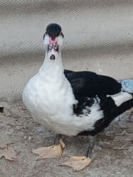 it adlari dişi: Dişi, | Lal ördək, Damazlıq — 4