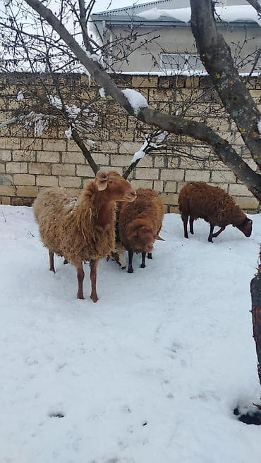 qaz satilir: Məhsul: 4 dene qoç satlir

Təsvir:
diri cekiler 37-50 kilo — 6