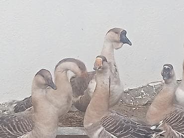 Rusiya qazi satilir. 2 ədəd 2 illik. 4 eded 1 illikdir o 2 si