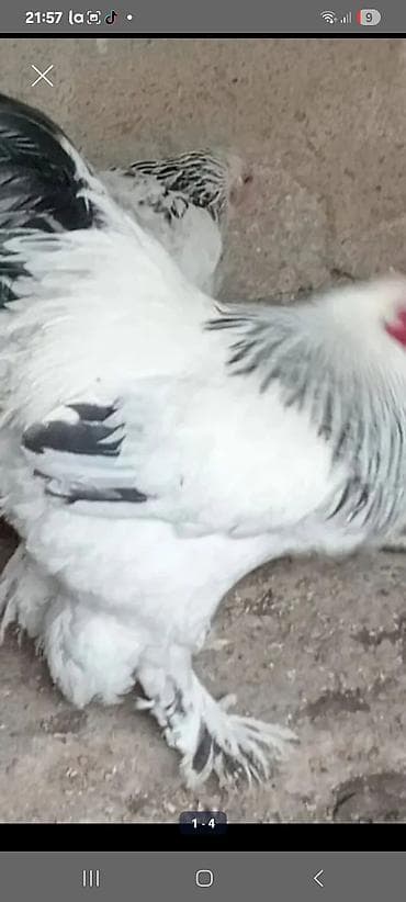 Животные: Brahma cinsi xoruz 9 ayliq damazliq ayagi tuklu - Rəng: ağ lələklər — 2
