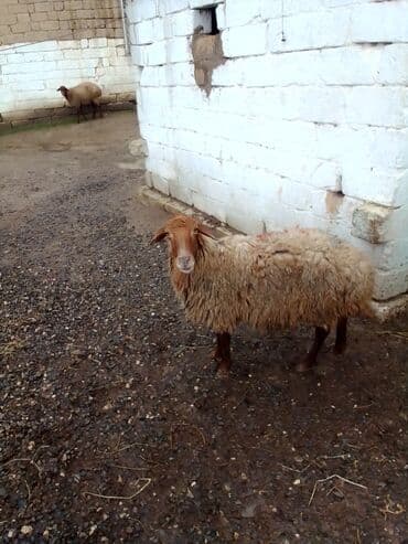 ana bala qoyun: Qoyun satılır istəyən olsa yazsın video sun atım baxın real alıcıya — 4