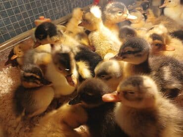 pinqivin ördək: Dişi, Damazlıq, Ünvandan götürmə, Pulsuz çatdırılma, Ödənişli çatdırılma — 6