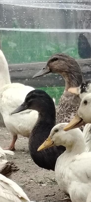 Dişi, Ətlik, Ödənişli çatdırılma