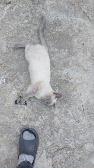 сиамская вислоухая кошка цена: Siam, Yaxşı əllərə — 1