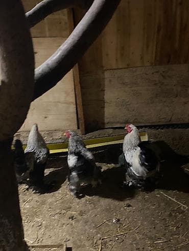 K/t heyvanları üçün mallar: Toyuq, Brama, Damazlıq — 2