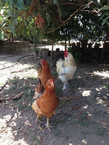 Dovşanlar: Bırama xoruzları 1 ilindiler sağlamdılar ecazkar görünüşleri var — 3