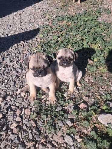 pitbull bala: Mops, 2 ay, Pulsuz çatdırılma — 1