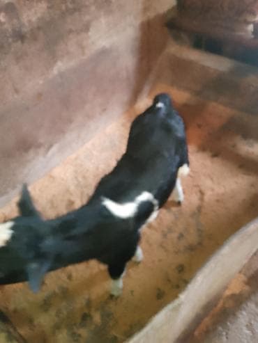 Mal-qara: Dana, buzov, Dişi, Holsteyn, ay: 10, 1 kq, Damazlıq, Ünvandan götürmə — 6