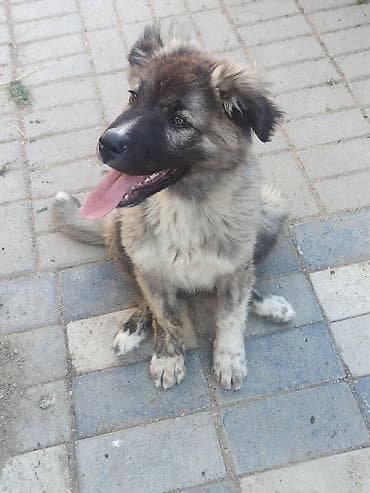 erkek it adlari azeri: Qafqaz çoban iti, 2 ay, Erkek, Ünvandan götürmə, Ödənişli çatdırılma — 8