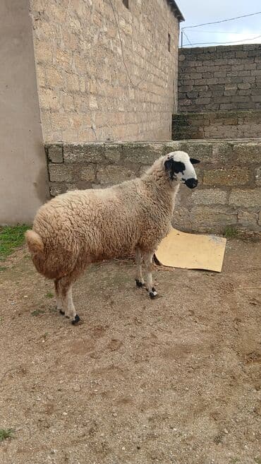 Erkək, il: 1, 50 kq, Damazlıq, Ünvandan götürmə lalafo.az -da Erkək, il: 1, 50 kq, Damazlıq, Ünvandan götürmə