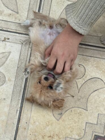 it cütləşdirmək: Pekines, 2 ay — 2