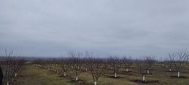 karavan satışları: 36000 sot, Kənd təsərrüfatı, Kupça (Çıxarış) — 4