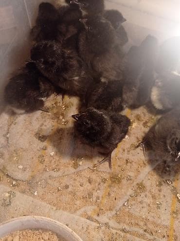 Toyuq cücələri, Damazlıq, Ünvandan götürmə